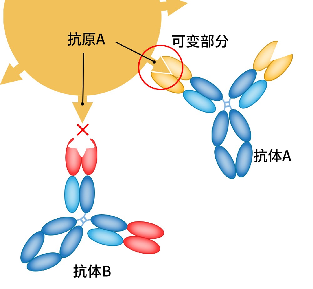 抗体的特异性