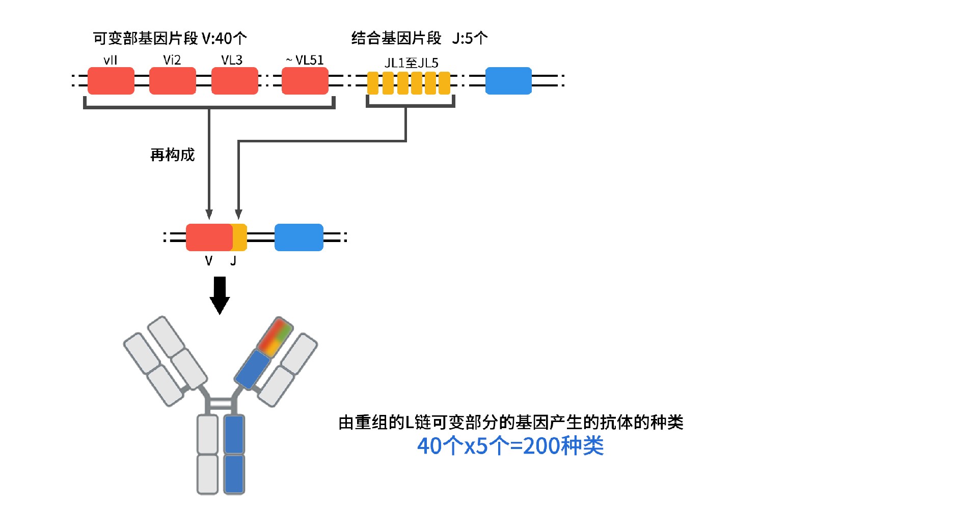 抗体的多样性L锁.jpg